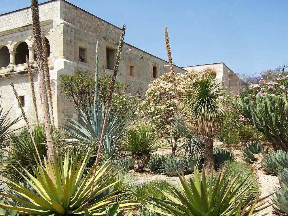 Agaves and cacti in the Ethnobotanical Garden of Oaxaca